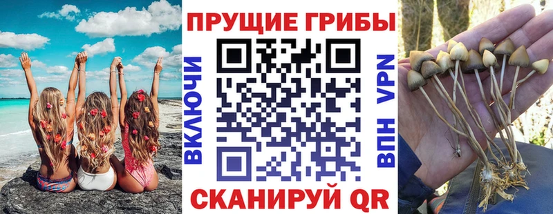 мега ССЫЛКА купить наркотик Махачкала Галлюциногенные грибы Psilocybine cubensis